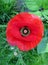 American legion red poppy flower close-up