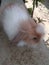 American LionHead  Rabbit