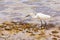 American little egret walks on coast