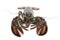 American lobster, Homarus americanus