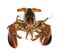 American lobster, Homarus americanus