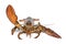 American lobster, Homarus americanus