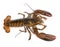 American lobster, Homarus americanus