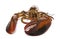 American lobster, Homarus americanus