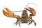 American lobster, Homarus americanus