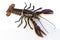 American lobster - Homarus americanus- isolated on white background