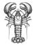 American lobster, seafood vector. Crustacean aquatic animal in vintage engraving style. Sketch illustration