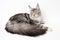 American Longhair Maine Coon Cat with big fluffy tail black silver classic tabby and white color