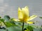 American Lotus flower Nelumbo lutea