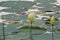 American Lotus on lake