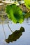 American Lotus Leaf In Wetlands