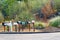 American mailboxes along roads