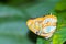 American malachite butterfly is on a green leaf