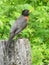 American Male Robin Perched on a Weathered Fence Post