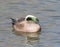 American Male Wigeon in Socorro New Mexico