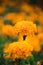 American marigold, beautiful in nature