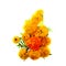 American marigold flowers