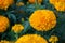 American marigold yellow calendula blooming in garden background, soverign Tagetes erecta L.