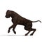 American Mastiff Dog. 3D rendering with clipping