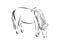 American Miniature horse, black and white doodle sketch vector illustration, hand drawn animal drawing, isolated on white