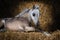 American Miniature Horse. Dun foal lying on straw.