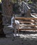 American miniature horse. Palomino foal at the stable