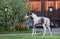 American miniature horse. Pinto foal on green grass.