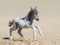 American miniature horse. Pinto newly born foal in motion.