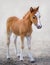 American Miniature Horse. Portrait chestnut foal.