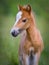 American Miniature Horse. Portrait chestnut foal.