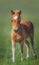 American Miniature Horse. Portrait chestnut foal