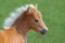 American Miniature Horse. Portrait close up of palomino foal.