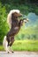 American Miniature Horse rearing up