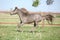 American miniature horse running