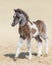 American miniature horse. Silver bay skewbald foal.