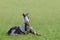 American Miniature Horse. Skewbald foal lying on grass.