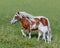 American Miniature Horse. Skewbald mare and foal in meadow.