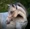 American Miniature Horse. Square portrait on nature backgound.