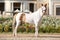 American miniature horse standing