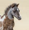 American miniature silver bay skewbald foal.