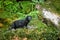 American mink in the Czech nature