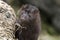 American mink face