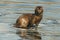 An American Mink In Freezing River Water