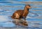 An American Mink In Freezing River Water