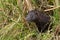 American mink looking through undergrowth