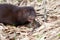 American Mink (Mustela vision) eating frog