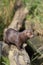 American mink, Mustela vison