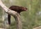 American mink, Mustela vison