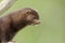 American mink, Mustela vison