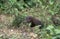 American mink, Mustela vison